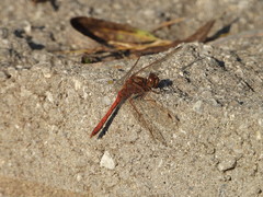 Sympetrum
