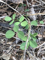 Melilotus officinalis