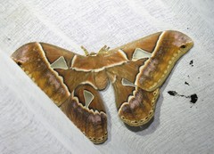 Rothschildia cinctus