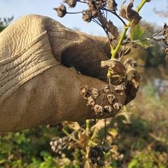 Ripariosida hermaphrodita