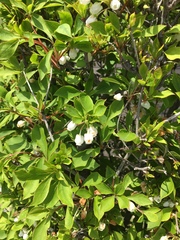 Enkianthus perulatus