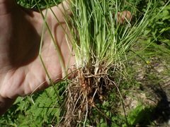 Carex montana