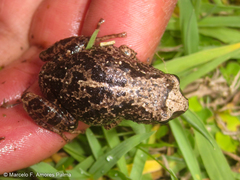 Pristimantis unistrigatus