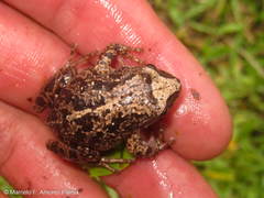 Pristimantis unistrigatus