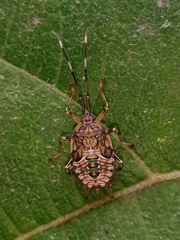 Urolabida histrionica