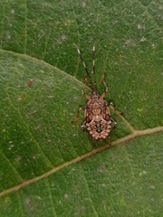 Urolabida histrionica