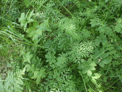 Silphiodaucus prutenicus