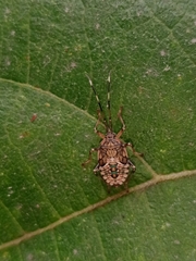 Urolabida histrionica