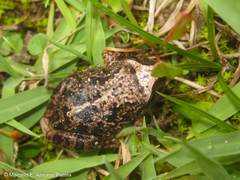 Pristimantis unistrigatus