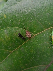 Urolabida histrionica