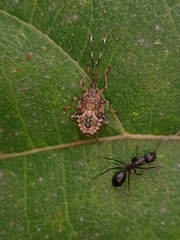 Urolabida histrionica