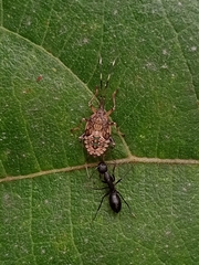 Urolabida histrionica