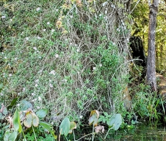 Ampelaster carolinianus