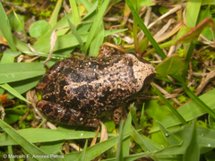 Pristimantis unistrigatus