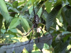 Nephila comorana