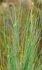 Ficinia quinquangularis