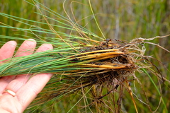 Ficinia quinquangularis