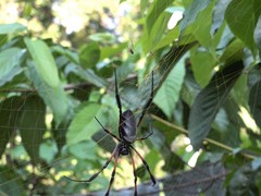 Nephila comorana