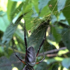 Nephila comorana
