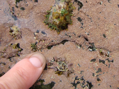 Patelloida corticata
