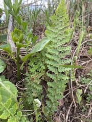 Anemia vestita