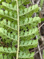 Anemia vestita