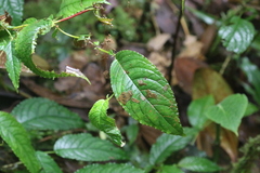 Monopyle