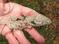 Longitarsus suspectus