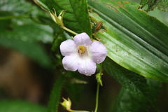 Monopyle
