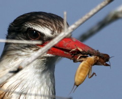 Gryllotalpa africana