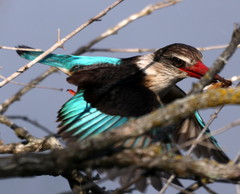 Gryllotalpa africana