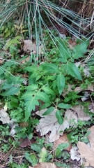 Solanum lycopersicum