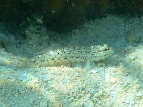 Goldman's goby (Istigobius goldmanni) — Gobiidae — 5
