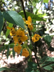 Senna stipulacea
