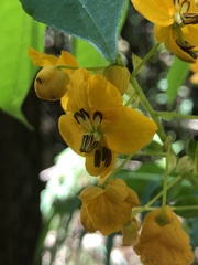 Senna stipulacea