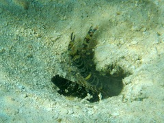 Cryptocentrus leucostictus