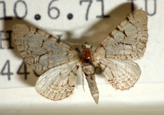 Eupithecia venosata