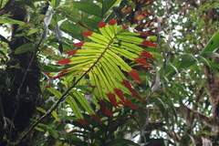 Columnea ericae