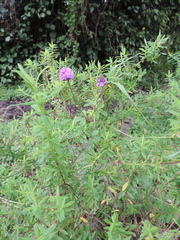 Trifolium burchellianum