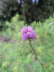 Trifolium burchellianum