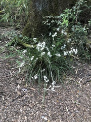 Libertia tricocca