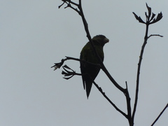 Brotogeris pyrrhoptera