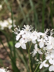 Libertia tricocca