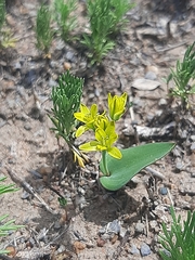 Eriospermum corymbosum