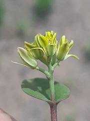 Eriospermum corymbosum