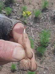 Eriospermum corymbosum