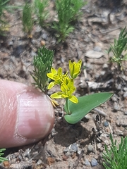 Eriospermum corymbosum