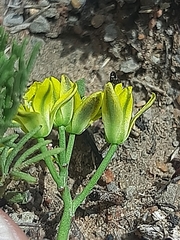 Eriospermum corymbosum