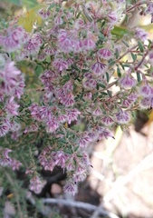 Erica eriocephala