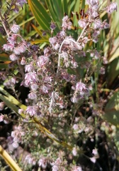Erica eriocephala